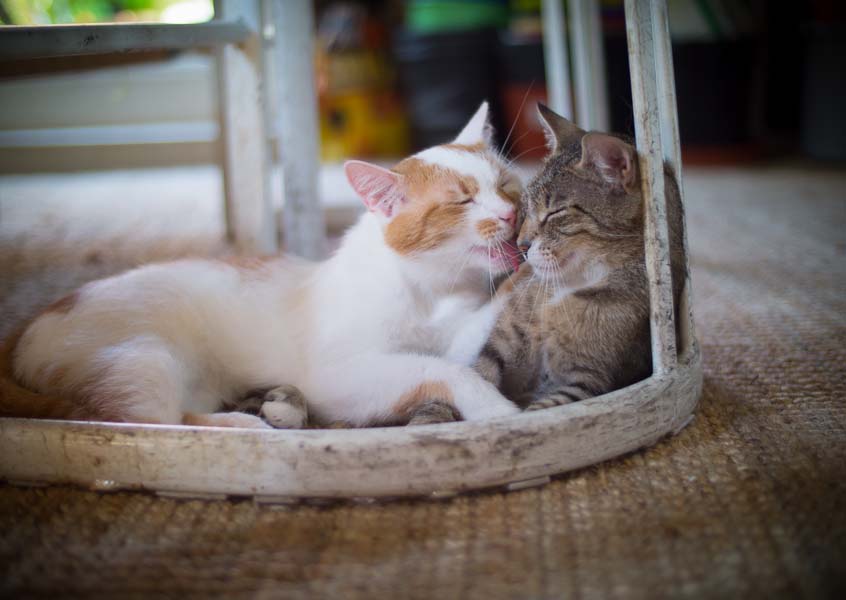 cats-16.jpg
