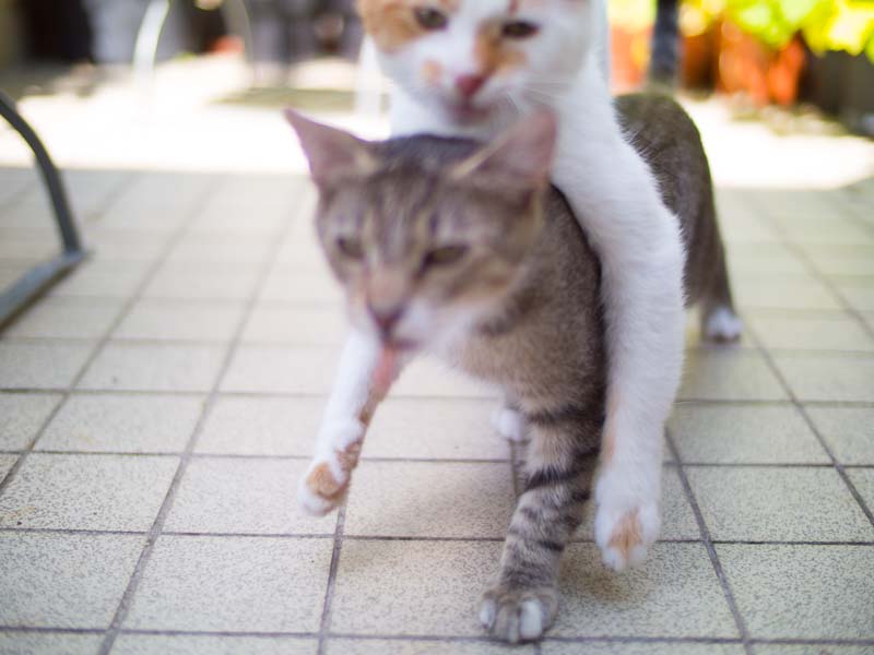 cats-17.jpg