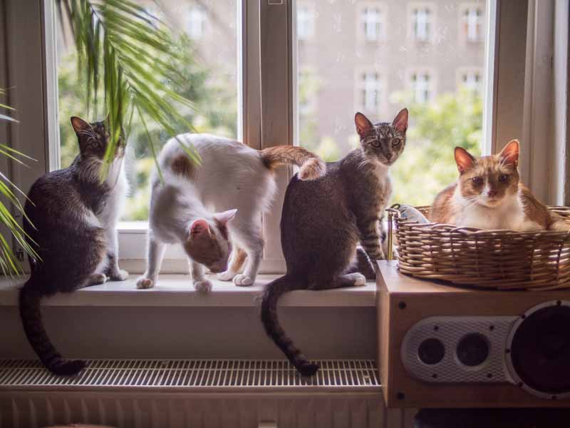 cats-3.jpg