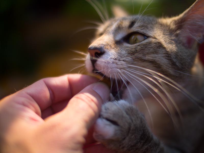 cats-6.jpg