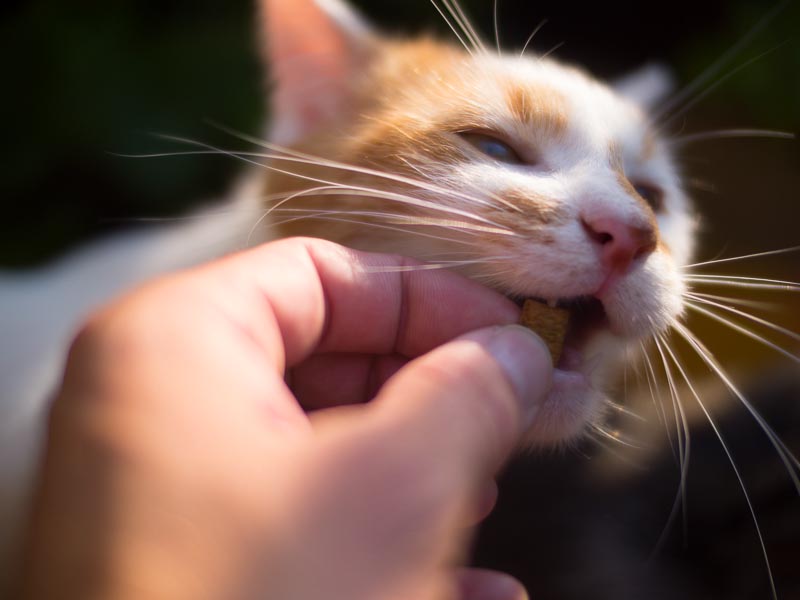 cats-7.jpg