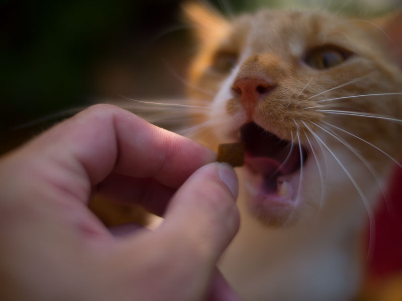 cats-8.jpg