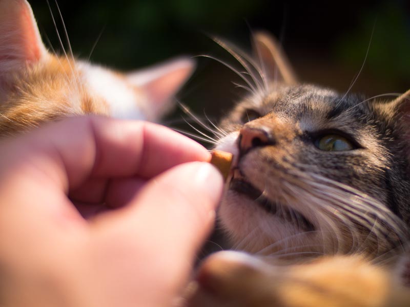 cats-9.jpg