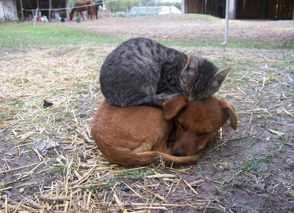 cats-and-dogs-getting-along-42__605.jpg