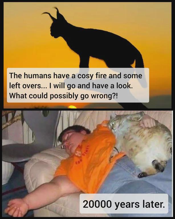 cats domestication.jpg