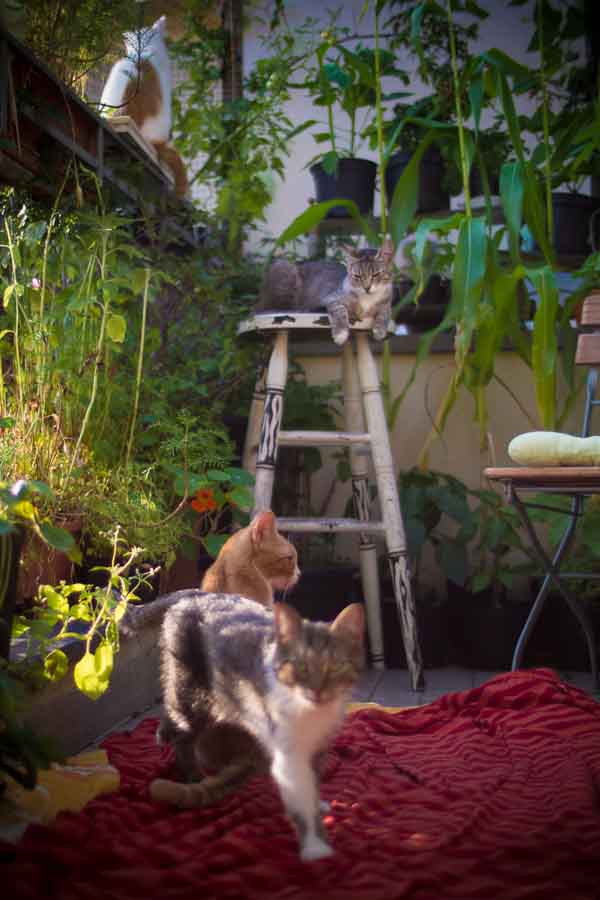cats.jpg