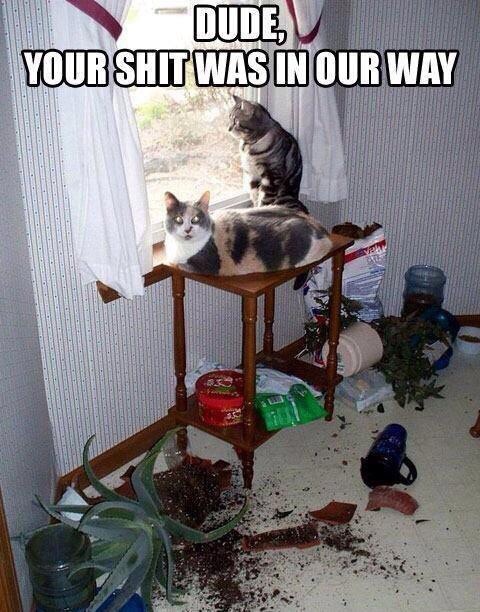cats.jpg