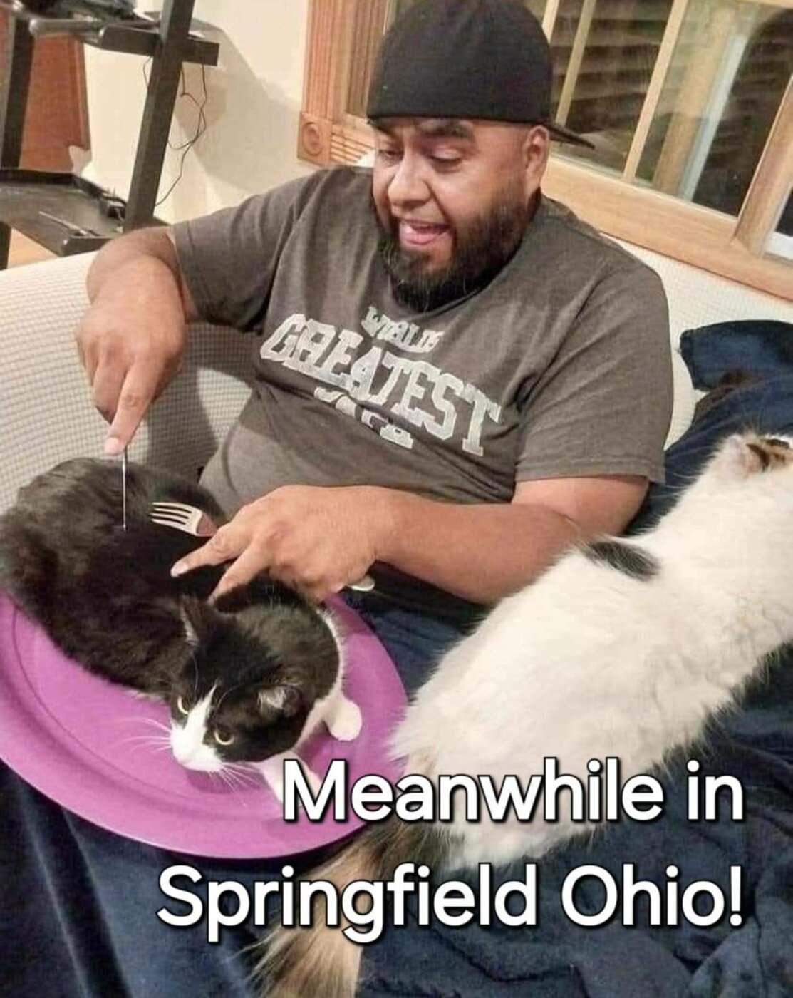 cats ohio.jpg