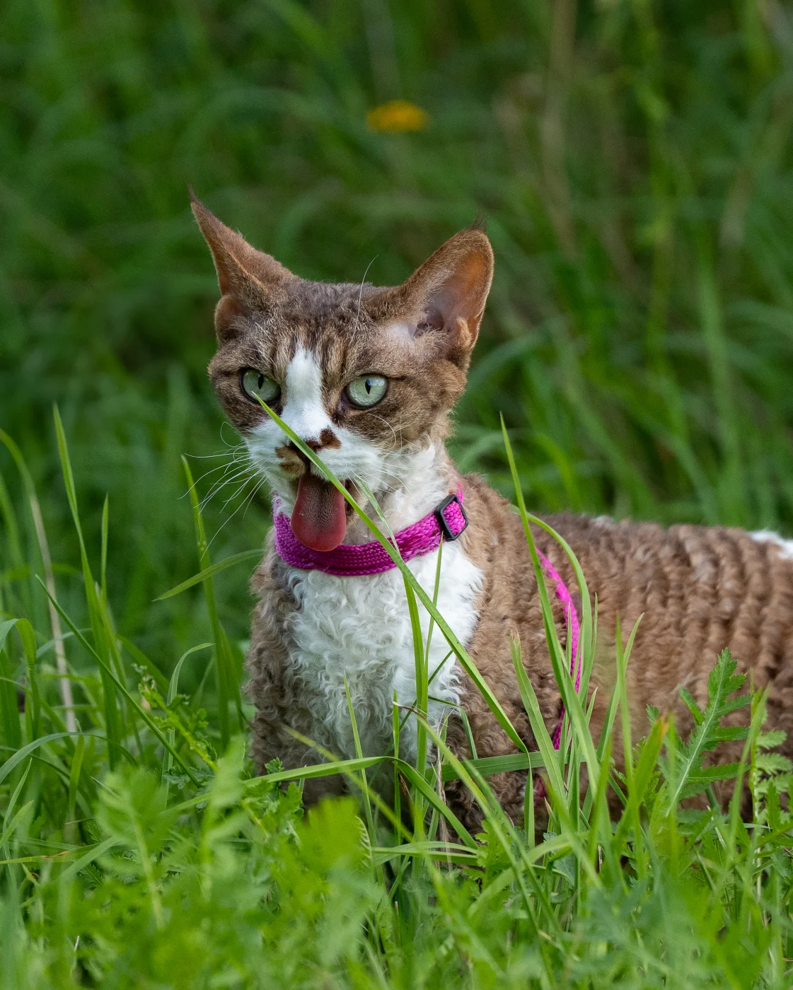 cats.webp
