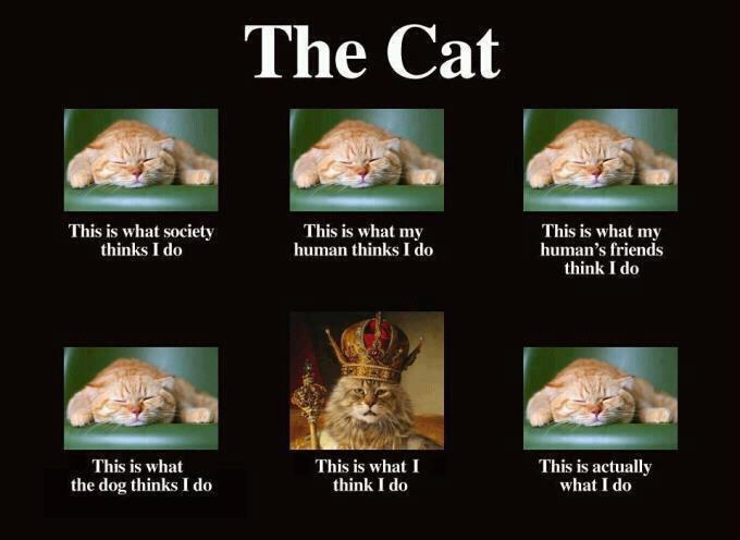 cats1.jpg