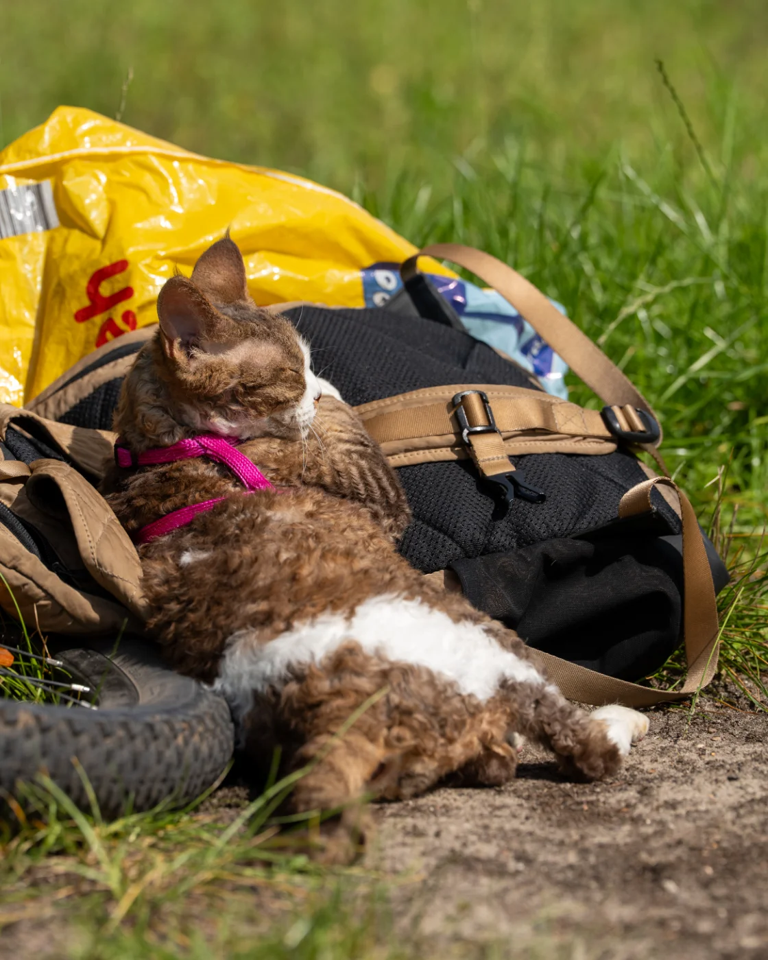 cats1.webp