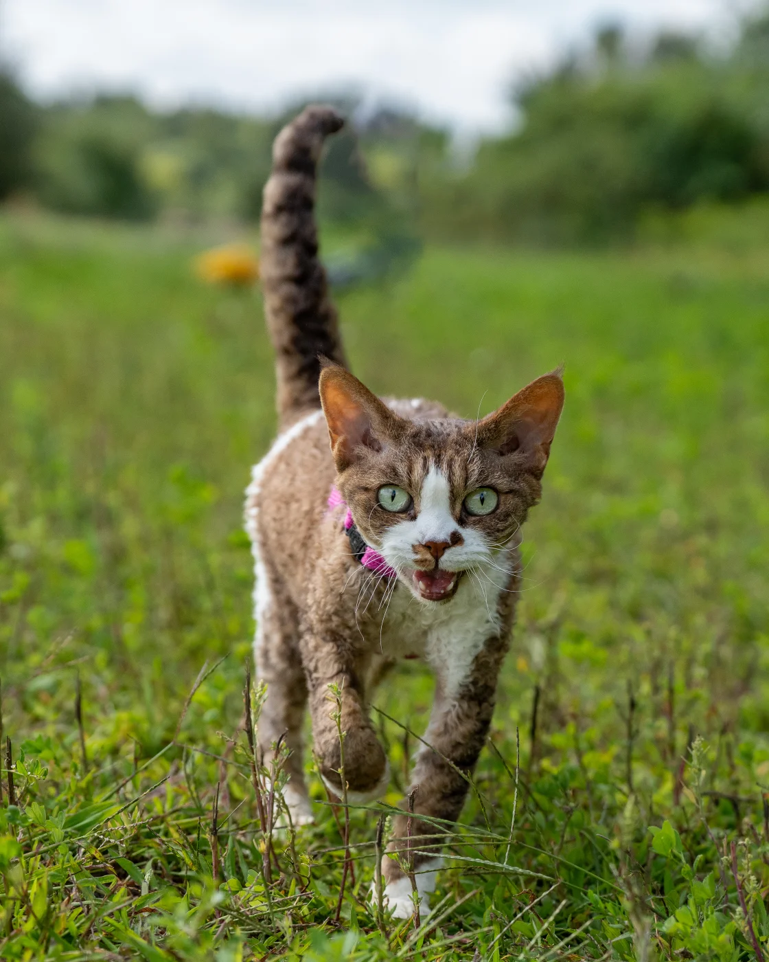 cats10.webp