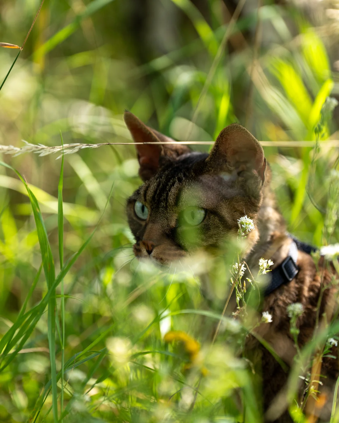 cats3.webp
