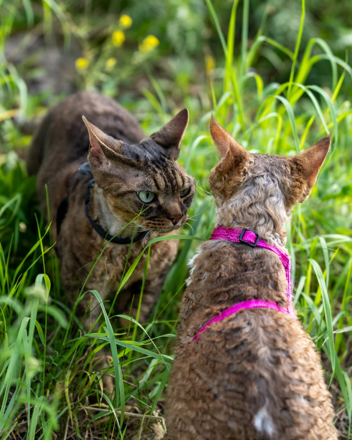 cats4.webp