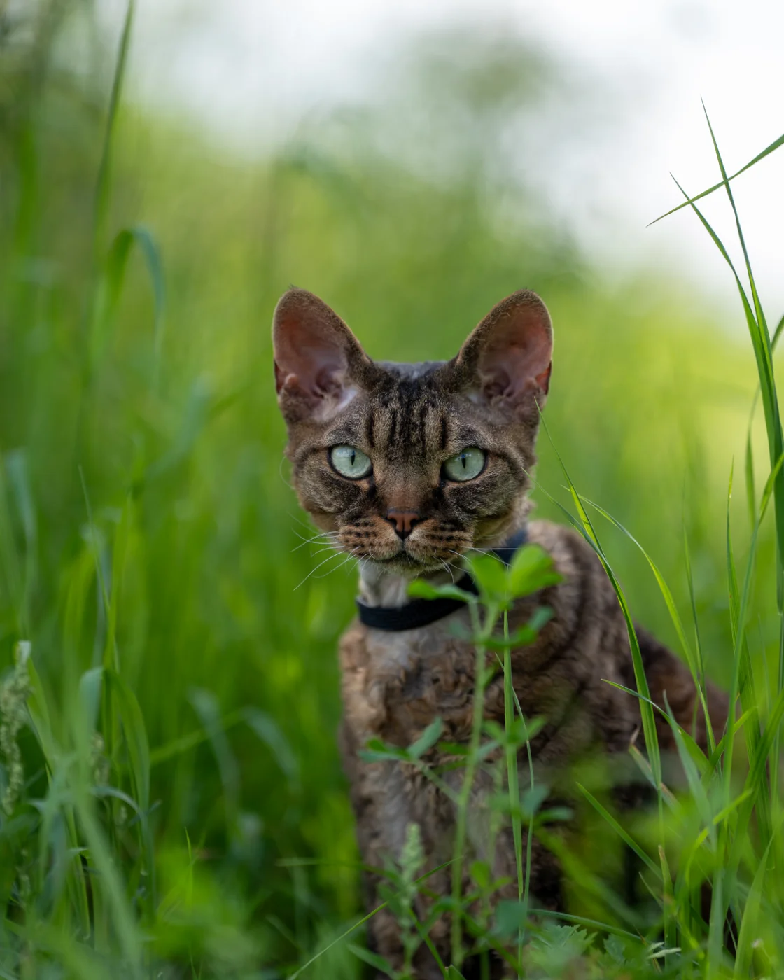 cats5.webp