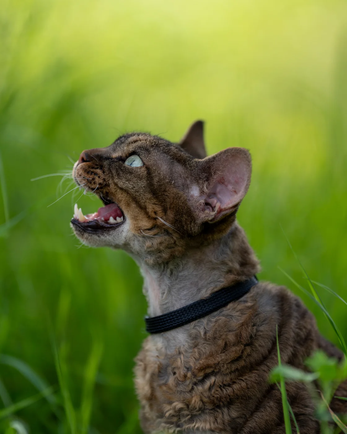 cats6.webp