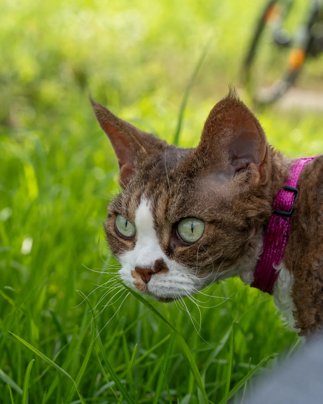 cats7.webp