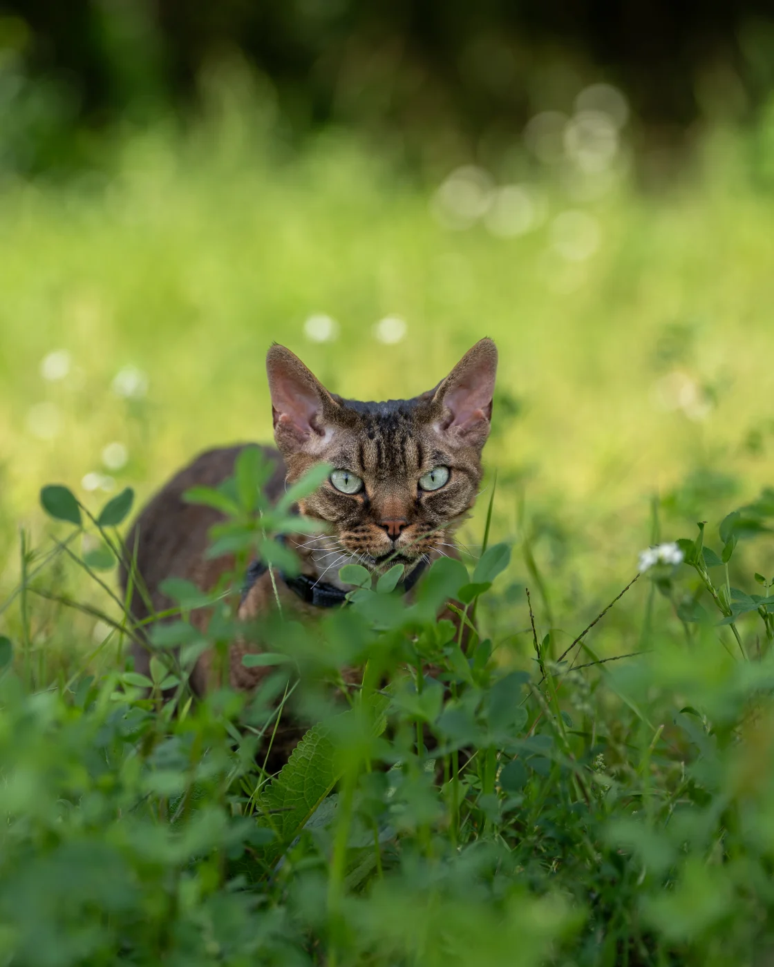 cats8.webp