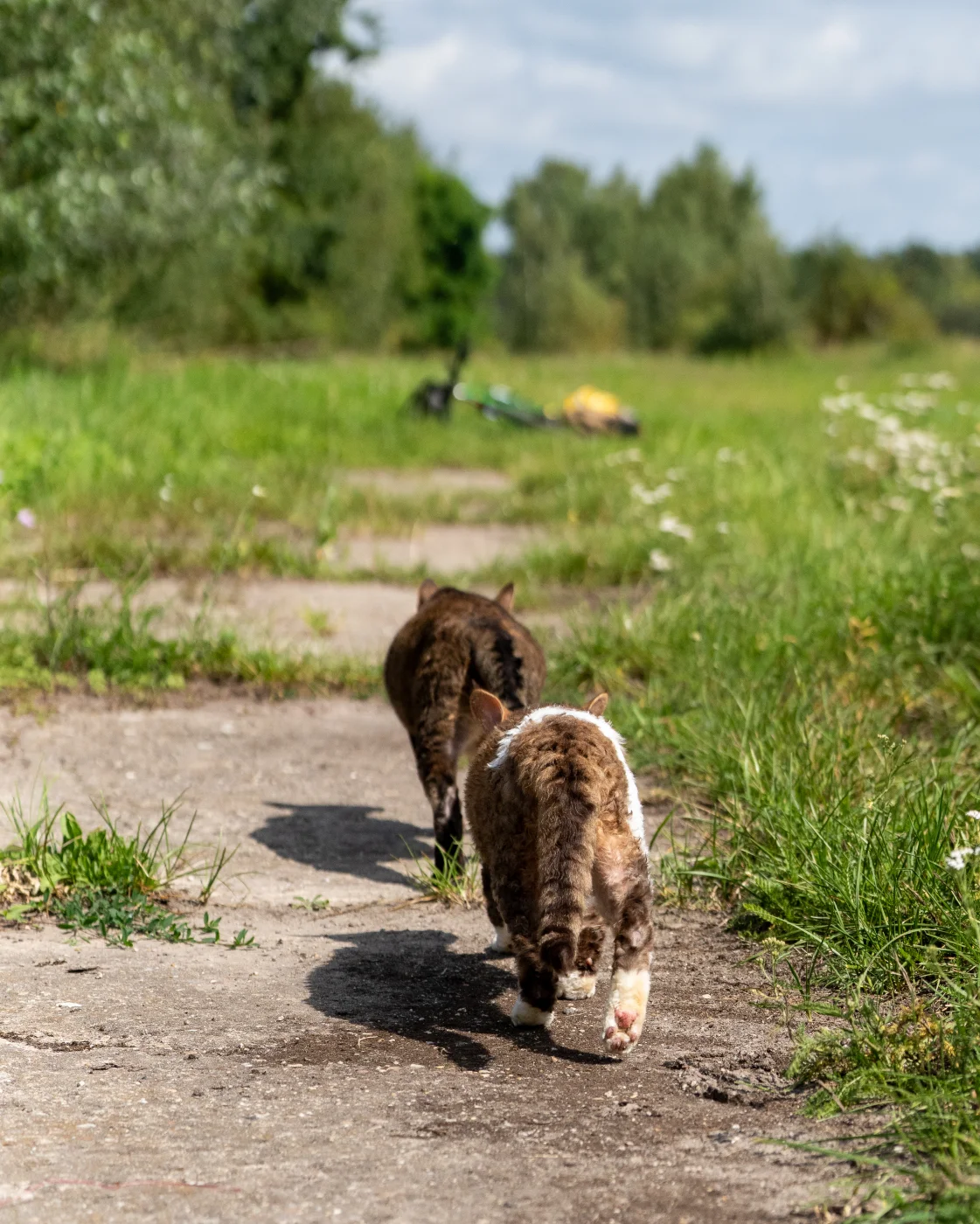 cats9.webp