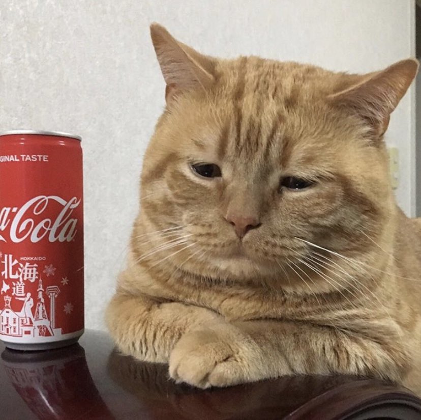catsad.jpg