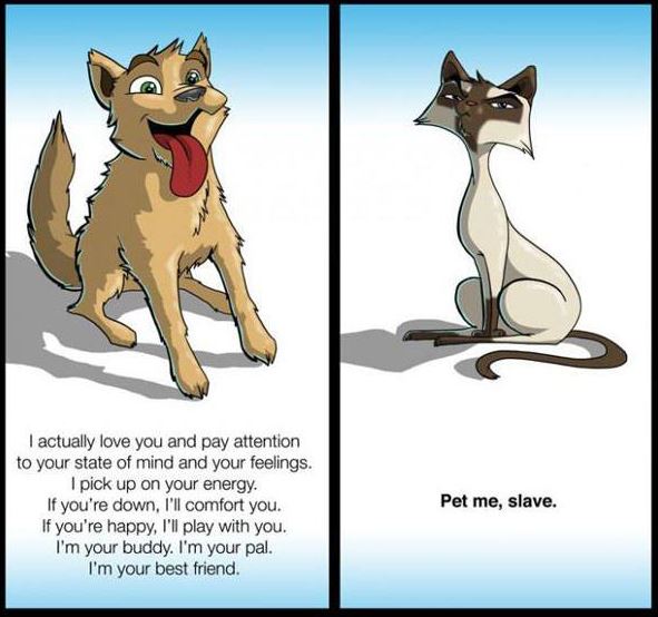 catsvsdogs.JPG