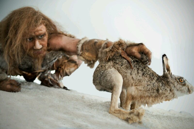 Cavman-bunny-800x532.jpg
