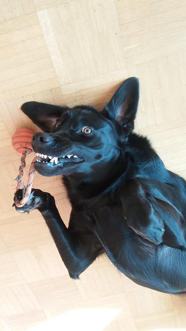 cerberus.jpg