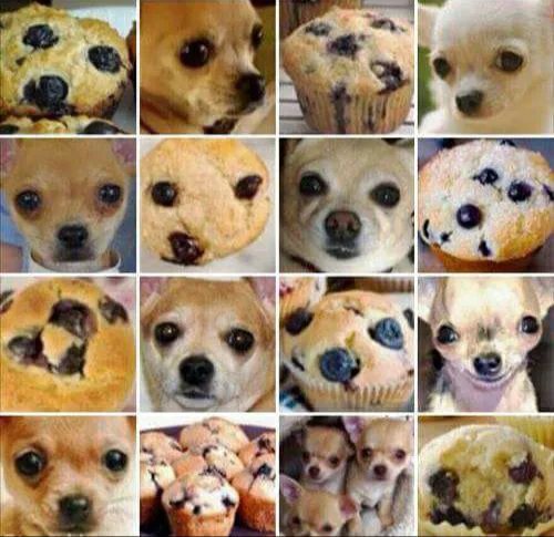 Chihuahua-or-muffin.jpg