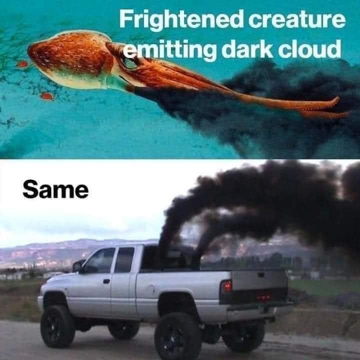 coal roller - squid.jpg