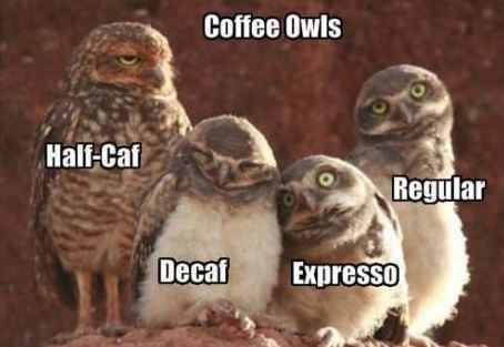coffe owls.JPG