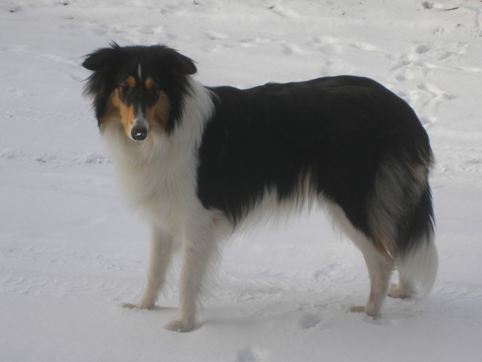 Collie1.jpg