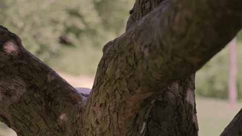 D3500959-8225-4434-9266-46AB238E1CC6.gif