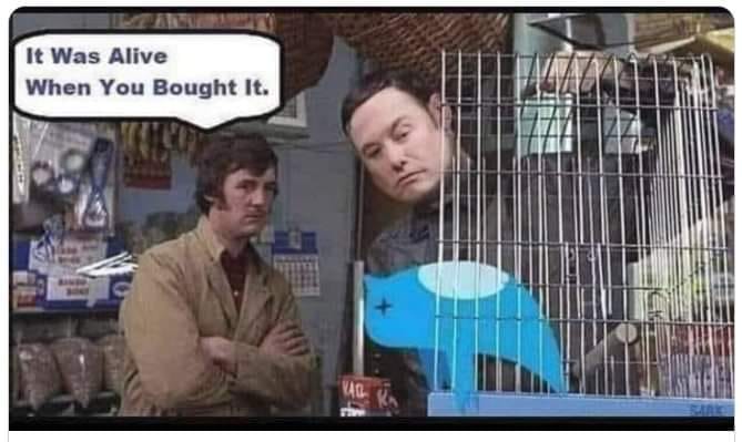 dead parrot musk.jpg