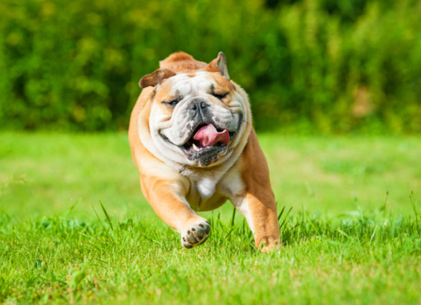 do-dogs-sweat-207315922.jpg