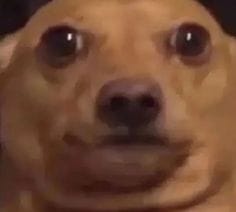 dog.jpg