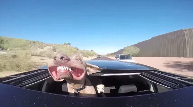 dog.jpg