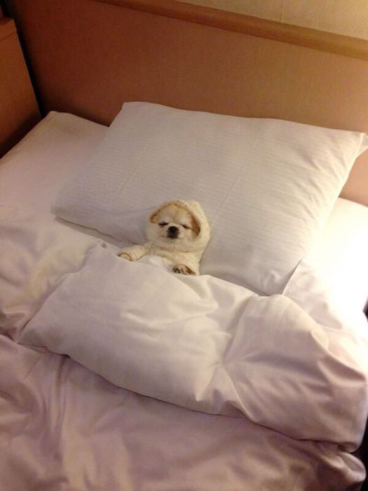 dog-sleeping-bed-funny-animal-photos-10__605.jpg