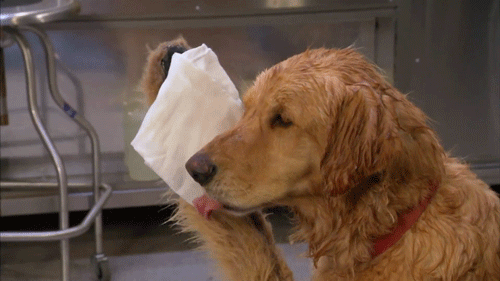 Dog_wipesbrow.gif