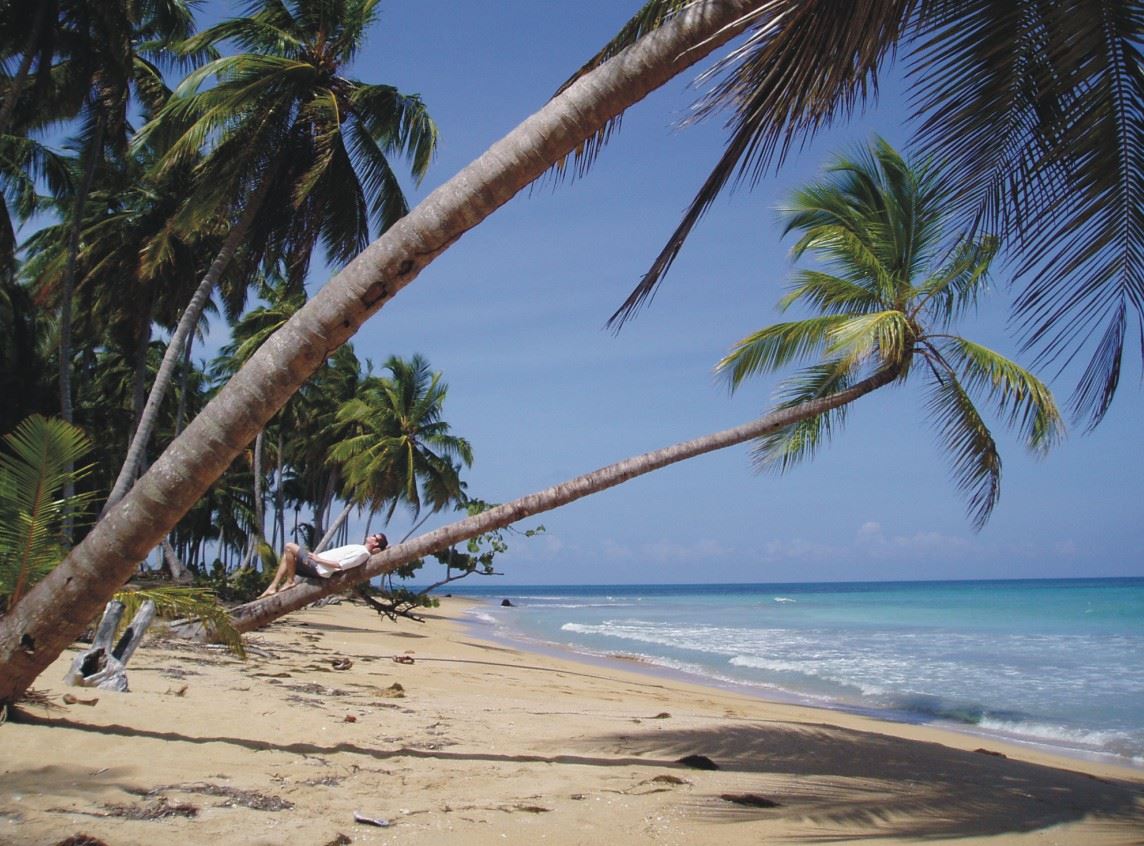 domrep.JPG