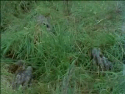 dPeKVJ.gif