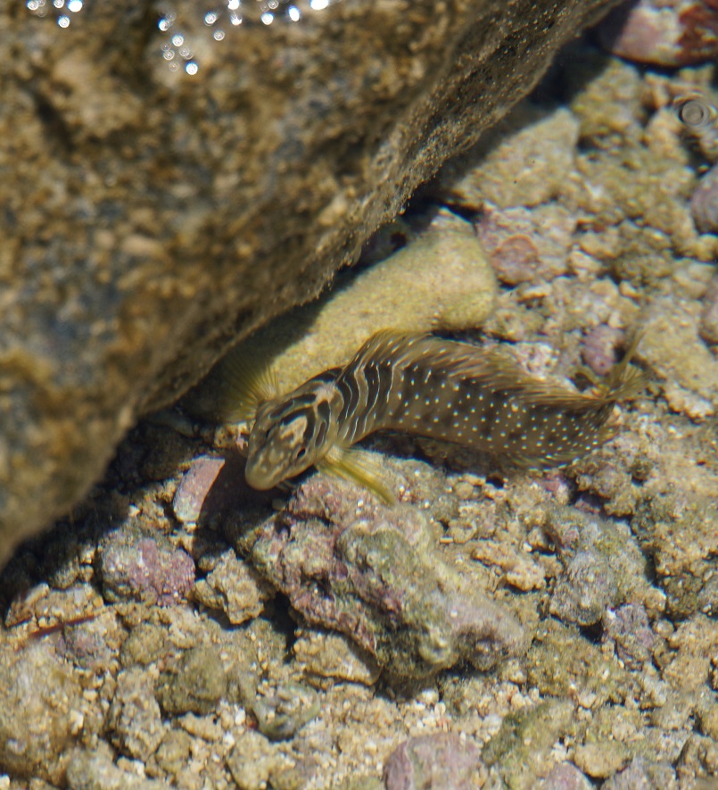 DSC04171.JPG