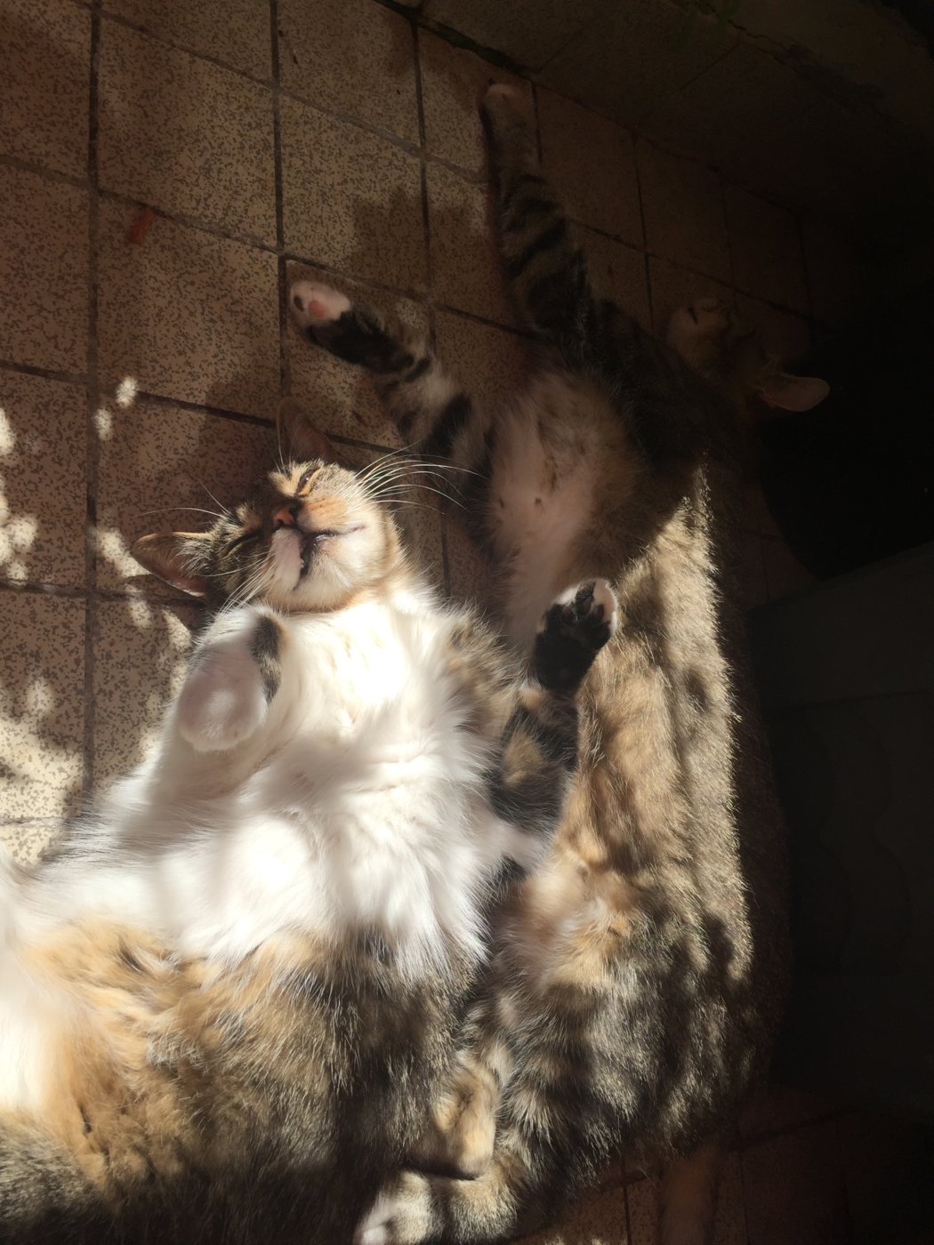 E9B1677D-B39E-41A9-B1F7-DC1A009E407E.jpeg