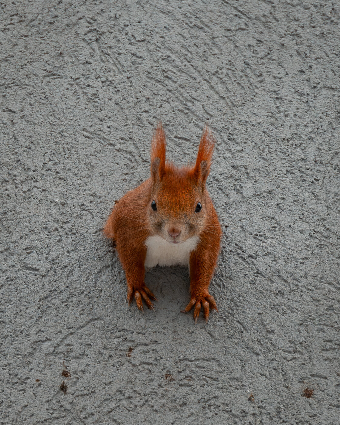 eichhörnchen.jpeg