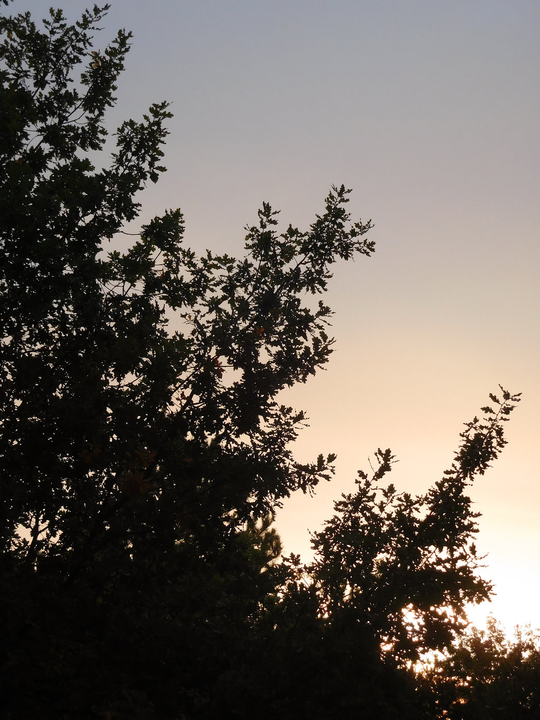 Evening.jpg