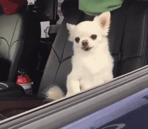 F0AF829A-F7AB-4D0E-9152-B198E178DEEF.gif