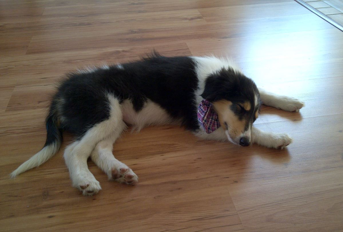 family dog1.JPG