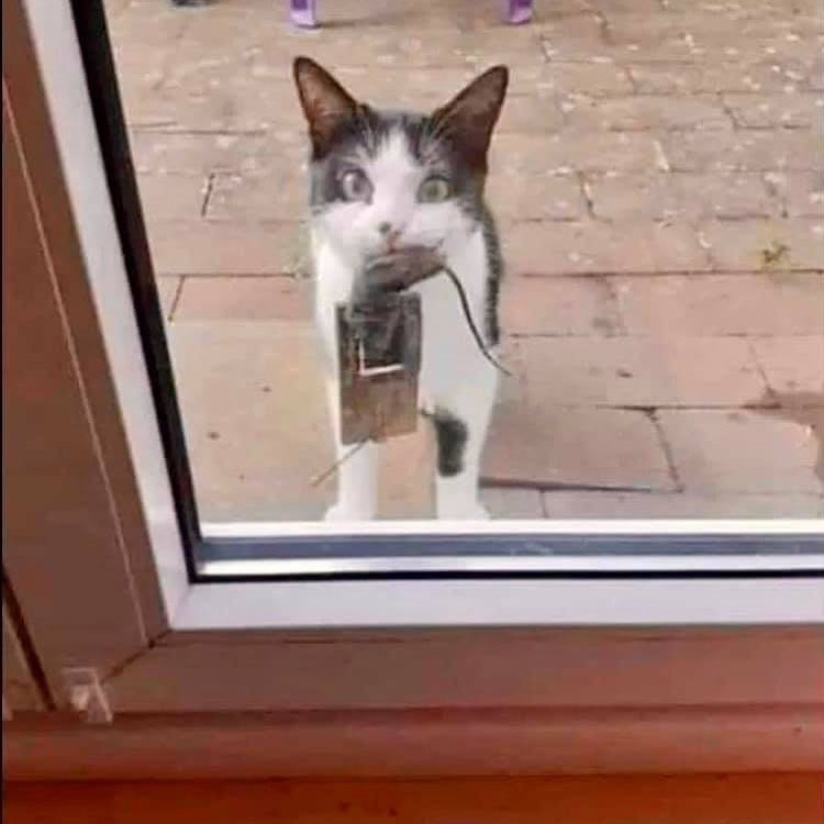 faule katze.jpg
