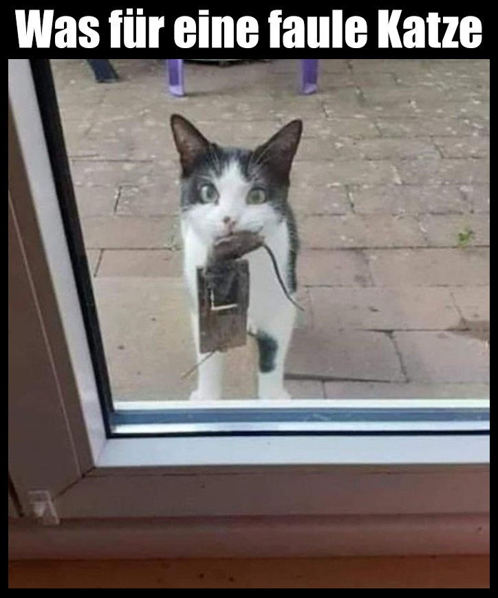 faule katze.png