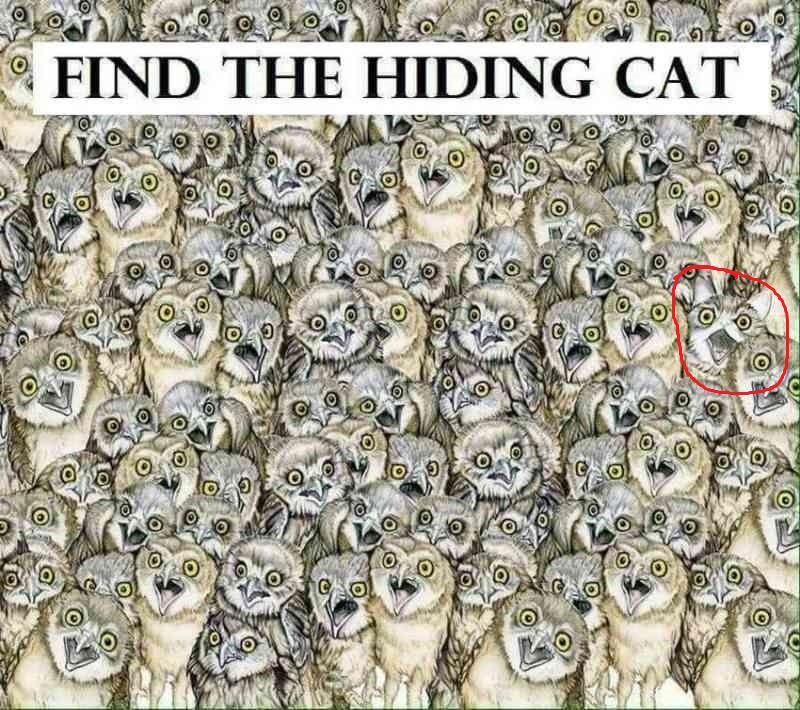 find-the-cat.jpg