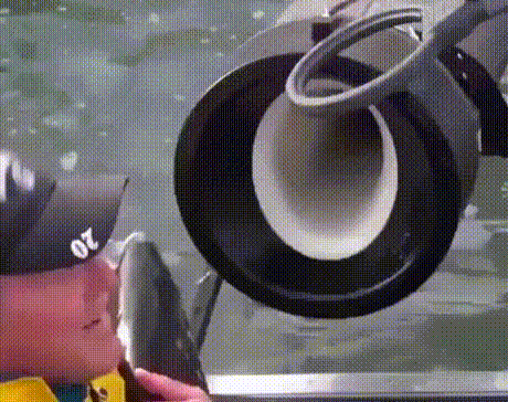 fisch.gif